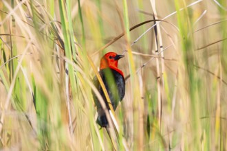 Red-headed blackbird (Amblyramphus holosericeus) Pantanal Brazil