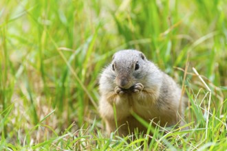 European ground squirrel (Spermophilus citellus) on a meadwo, Bavaria, Germany, Europe