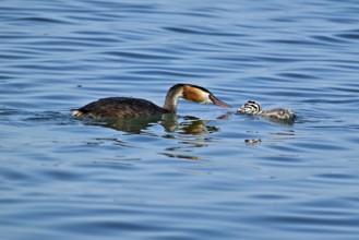 Great Crested Grebe (Podiceps Scalloped ribbonfish), pair feeding a chick with fish, swimming in
