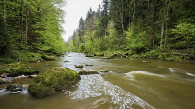 European beech trees shedding leaves, in the foreground moss-covered stones on the river Sihl,