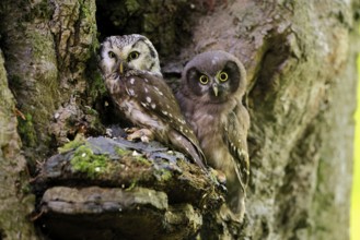 Great Horned Owl (Aegolius funereus), Great Horned Owl, adult, juvenile, on tree, on guard,