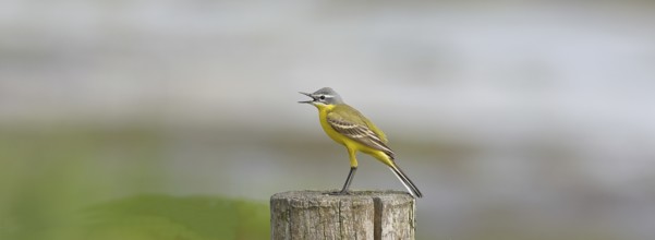Yellow wagtail (Motacilla flava), on a pasture fence post, Dümmer, Lake Dümmer, Ochsenmoor, Hüde,