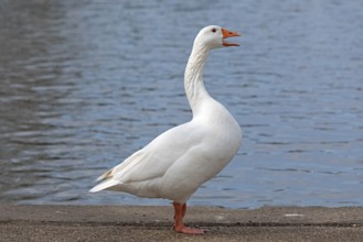 House Goose, River Avon, Stratford-upon-Avon, Warwickshire, England, United Kingdom, Europe
