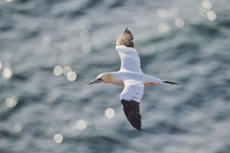 Northern gannet (Morus bassanus) flying over the sea, wildlife, Helgoland, Germany, Europe