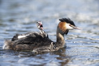 Great Crested Grebe (Podiceps Scalloped ribbonfish) with juveniles, Emsland, Lower Saxony, Germany,