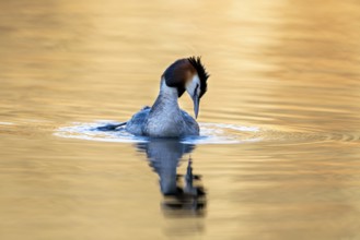 Great Crested Grebe (Podiceps Scalloped ribbonfish), Vulkaneifel, Rhineland-Palatinate, Germany,