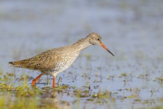 Redshank (Tringa totanus) looking for food in a wet meadow, wildlife, animals, birds, snipe family,