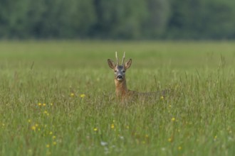 A graceful roe deer stands in a sunlit field, its gaze direct and curious, capturing a peaceful