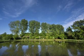Poplar (Populus) at a carp pond, Beerbach, Middle Franconia, Bavaria, Germany, Europe
