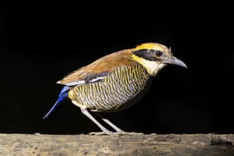 Javan Banded Pitta (Hydrornis guajanus) female, Bali, Indonesia, Asia