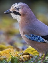 Eurasian Jay (Garrulus glandarius), Bavaria, Germany, Europe