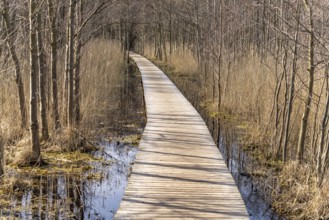 Hiking trail in Darßer Ort, Vorpommersche Boddenlandschaft National Park, Mecklenburg-Vorpommern,