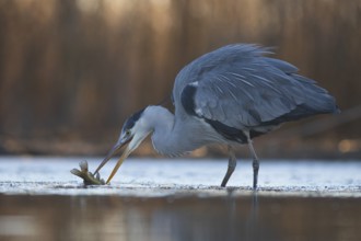 Grey Heron (Ardea cinerea) with fish prey in beak, Pusztaszer, Hungary, Europe