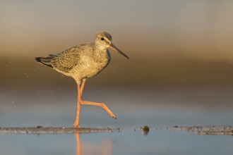 Spotted Redshank (Tringa erythropus) foraging, Poland, Europe