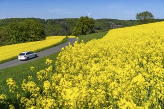 Car on a small country road through rape fields in full bloom, spring in the Elfringhauser Schweiz,