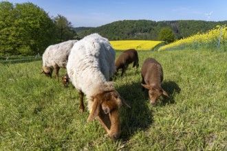 Sheep, lambs, on a field next to rape fields in full bloom, spring in the Elfringhauser Schweiz,