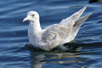 Iceland Gull (Larus glaucoides), Spain, Europe