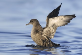 Sooty Shearwater (Ardenna grisea), British Columbia, Canada, North America