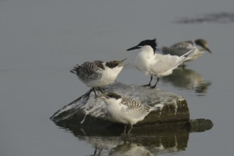 Sandwich Tern (Thalasseus sandvicensis) chick, Texel, Netherlands