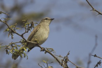 Mouse-colored Tyrannulet (Phaeomyias murina), Peru, South America
