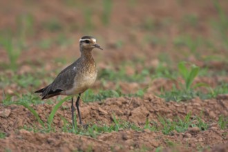 Sociable Lapwing (Vanellus gregarius), Oman, Asia