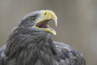 White-tailed Eagle (Haliaeetus albicilla) calling, Nord-Trondelag, Norway, Europe