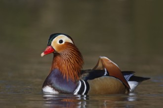 Mandarin Duck (Aix galericulata) male, Baden-Wuerttemberg, Germany, Europe