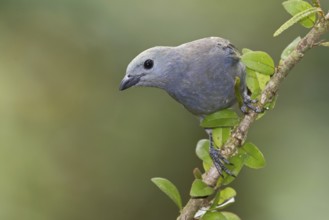Palm Tanager (Thraupis palmarum), Costa Rica, Central America