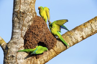Peach-fronted conure (Aratinga aurea) Pantanal Brazil