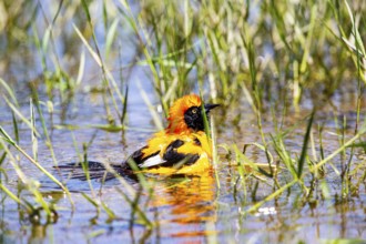 Orangetroupial (Icterus icterus) Pantanal Brazil