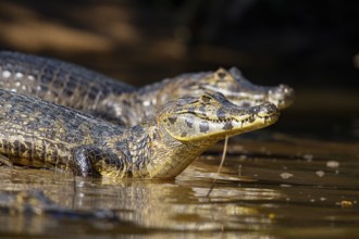 Spectacled caiman (Caiman crocodilius) Pantanal Brazil