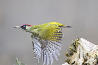 Green woodpecker (Picus viridis) Germany