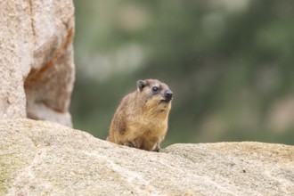 Rock hyrax (Procavia capensis) on a rock, Germany, Europe