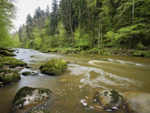 European beech trees shedding leaves, in the foreground moss-covered stones on the river Sihl,