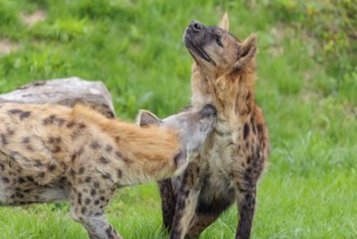 Two adult spotted hyenas (Crocuta crocuta), one male and one female, display courtship behavior