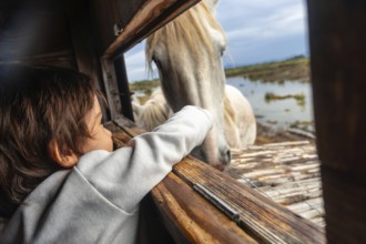 Young child reaching out to a white horse through a wooden window frame in s'albufera natural park,