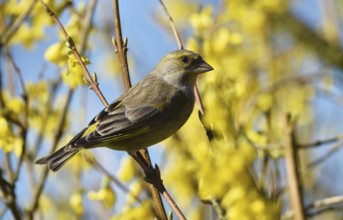 Greenfinch (Chloris chloris) perches in Forsythia, (Forsythia × intermedia)