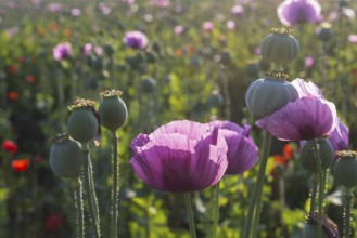 Poppy capsules and flowers of the blue poppy (Papaver somniferum) in the morning light, in a field