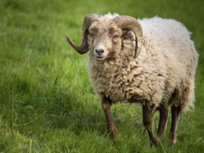 Ram with horns, running across a meadow, Ouessant sheep (Breton dwarf sheep), Germany, Europe