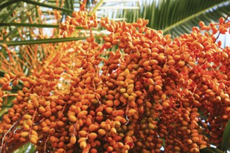 Date palm with fruit, True date palm, Phoenix dactylifera