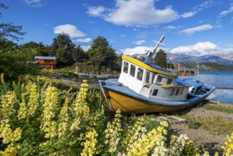 Colourful wooden fishing boat amidst yellow flowering lupines on the beach, Lago General Carrera,