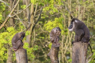 Three Drills (Mandrillus leucophaeus), a male and two females, sit high up on the three stumps of a