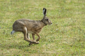 European brown hare (Lepus europaeus) running across a meadow, North Rhine-Westphalia, Germany,