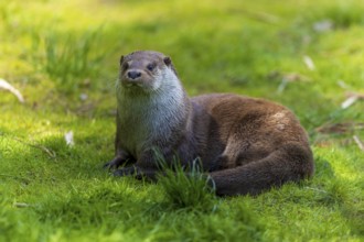 An attentive otter sits on a green meadow, European otter (Lutra lutra), Germany, Europe