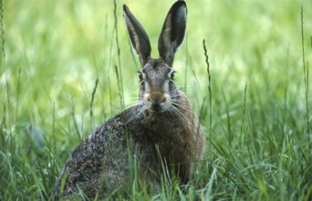 European brown hare (Lepus europaeus) sitting securely in the grass of a meadow, North