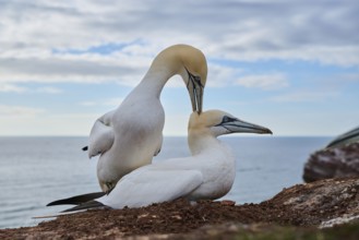 Northern gannet (Morus bassanus) couple having a love game on the cliff, wildlife, Helgoland,