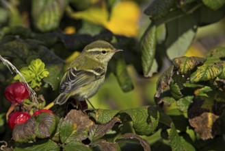 Yellow-browed Warbler (Phylloscopus inornatus), Schleswig-Holstein, Germany, Europe