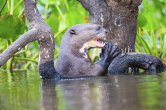 Giant otter (Pteronura brasiliensis) Pantanal Brazil