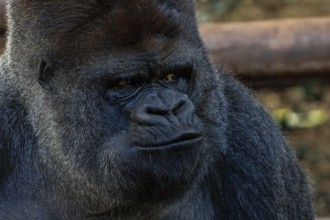A large black gorilla with a frowning face. Concept of sadness or anger