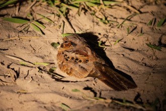 Pauraque (Nyctidromus albicollis) Pantanal Brazil